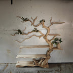 Tree Branch Standing Driftwood Shelf, solid wood, built to order